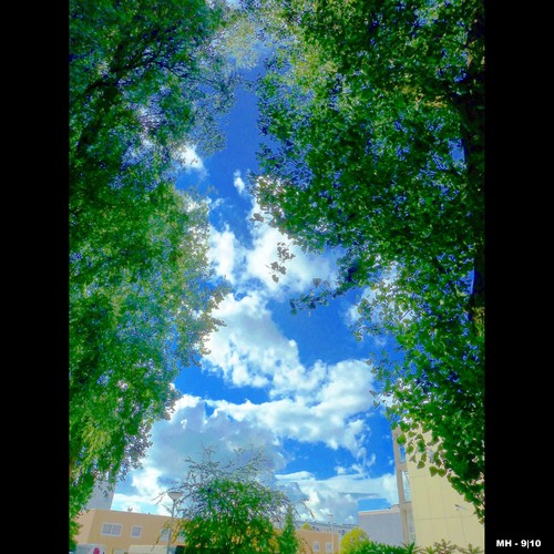 Cartoon: MH - Looking Up VI (medium) by MoArt Rotterdam tagged rotterdam,lookingup,kijkomhoog,clouds,wolken,trees,bomen,colorful,sky,lucht