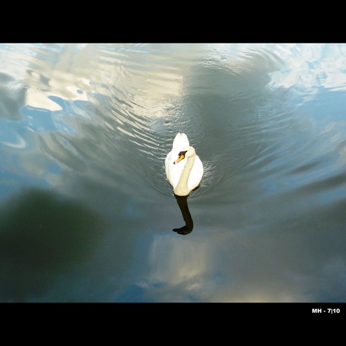 Cartoon: MH - The Careful Swan (medium) by MoArt Rotterdam tagged swan,zwaan,voorzichtig,careful,water,clouds,wolken