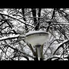 Cartoon: MH - It is Snowing! 8 (small) by MoArt Rotterdam tagged tags,rotterdam,snow,sneeuw,snowfever,sneeuwkoorts,trees,bomen,whitenature,ondergesneeuwd,frozen,bevroren,cold,koud,winter,lantaarnpaal,lamppost