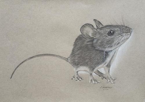 Cartoon: Mouse (medium) by jim worthy tagged mouse,animal,rodent,mice