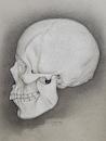Cartoon: Skull (small) by jim worthy tagged skull,anatomy,bones,skeleton