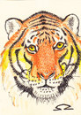 Cartoon: tiger (small) by zed tagged tiger,global,warming