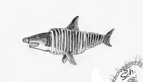 Cartoon: Hai-lauer 2 (medium) by swenson tagged hai,animals,animal,shark,joke