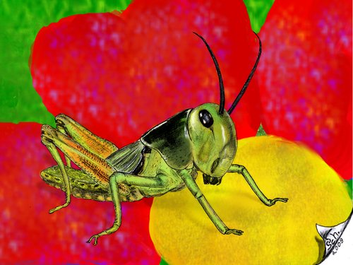 Cartoon: Locusta migratoria (medium) by swenson tagged animal,animals,insect,insekt,heuschrecke,locusta,migratoria,grasshopper