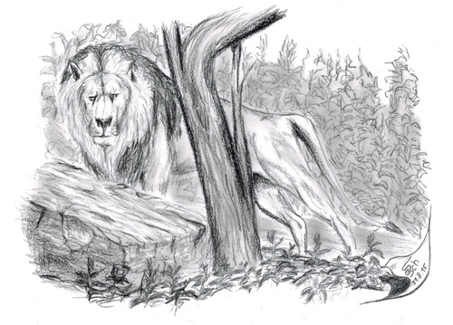 Cartoon: Panthera leo persica (medium) by swenson tagged löwe,lion,leo,leon,tier,animal,afrika,africa,asia,asien,india,indien,persien,persia