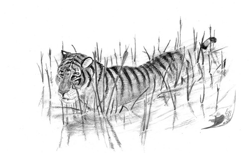 Cartoon: Panthera tigris (medium) by swenson tagged tier,tiere,animals,animal,bedroht,raubkatze,raubtier,predator,cat,katze,tiger