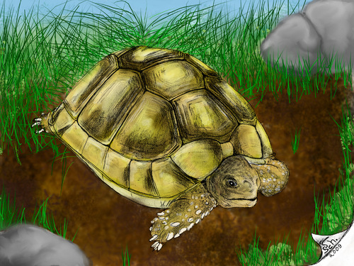 Cartoon: Schildkröte 32 - Farbversion (medium) by swenson tagged animal,animals,tier,reptil,turtle,schildkröte,echse