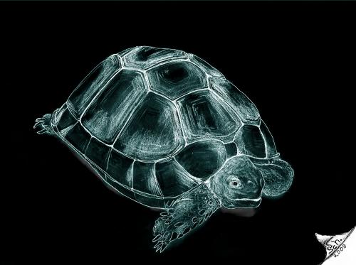 Cartoon: Schildkröte (medium) by swenson tagged turtle,schildkröte,animal,animals,tier,reptil