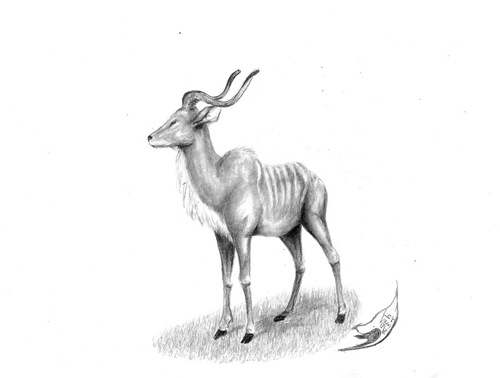 Cartoon: Tragelaphus eurycerus isaaci (medium) by swenson tagged bongo,antilope,anti,tier,animal,africa,afrika