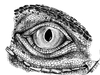 Cartoon: Eye of Iguana (small) by swenson tagged eye animal animals tier dragon echse leguan iguana reptil