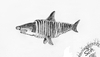 Cartoon: Hai-lauer 2 (small) by swenson tagged hai,animals,animal,shark,joke