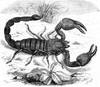 Cartoon: scorpion (small) by iori tagged scorpion