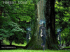 Cartoon: FOREST LOVE 2 (small) by T-BOY tagged forest love