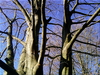 Cartoon: Märzsonne (small) by lesemaus tagged frühling,sonne,bäume