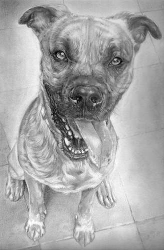 Cartoon: Zeus (medium) by ALEX gb tagged dog,portrait
