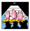 Cartoon: you swine (small) by toons tagged swine,flu,pandemic,police,lineup,virus