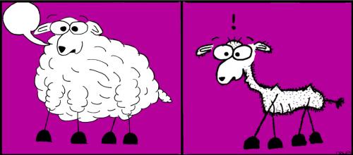 Cartoon: Vorher - Nachher (medium) by naLe tagged schaf,sheep,wolle,wool,nackt,nackig,naked,rasiert,rasur,scheren,shave,shaved