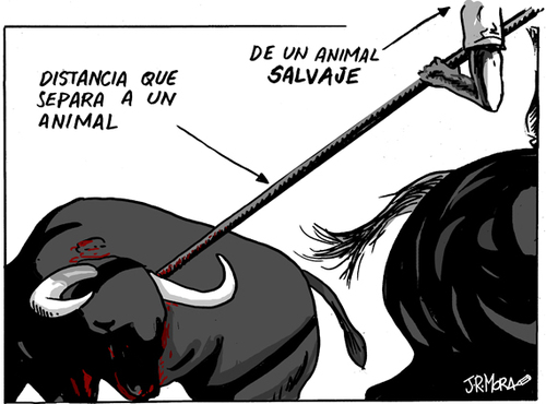Cartoon: Toro de la Vega (medium) by jrmora tagged spain,tordesillas,bull,toro
