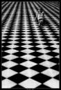 Cartoon: Game of Life (small) by BenHeine tagged game of life thomas moore poem in the morning chess echecs jeux black and white marta smile unknown paris versailles happiness mystery past perspective pleasure woman faith sorrow love amour tender freshness ben heine hubert lebizay square carre geometry