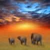 Cartoon: The Future is Bright (small) by BenHeine tagged kenya,elephants,ben,heine,wild,red,orange,big,five,animal,africa,savane,safari,family,walk,the,future,is,bright,hubert,lebizay,nature,photo,texture,sky,colours,warm,hot,chaleur,size,father,mother,child,grass,herbes,gazon,horizon,clouds,yellow