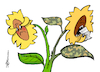 Cartoon: Blumenspaltung (small) by Pfohlmann tagged grüne,sonnenblume,spaltung,partei,asylrecht,asyl,eu,flüchtlinge,flucht,krieg,ukraine,ukrainekrieg,waffenlieferungen