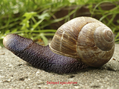 Cartoon: Delayed Ejaculation (medium) by azamponi tagged snail,horror