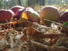 Cartoon: my grandma s apples (small) by CIGDEM DEMIR tagged apple red photo nature