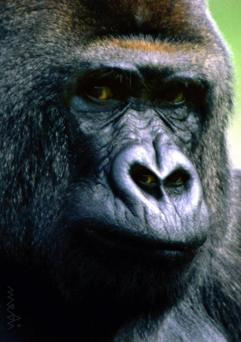 Cartoon: gorilla watching (medium) by Medi Belortaja tagged eyes,eye,animals,looking,look,watching,watch,gorilla,theory,evolution,darwin
