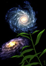 Cartoon: galaxy flowers (small) by Medi Belortaja tagged galaxy,galaxies,universe,flowers