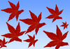 Cartoon: autumn birds (small) by Medi Belortaja tagged leaves,leaf,bird,birds,pigeon,dove,autumn,fall,falling,fly,flying