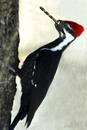 Cartoon: Woodpecker ready for work (small) by Medi Belortaja tagged woodpecker,bird,borer,drill,loft,skid,food,humor