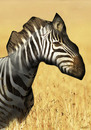 Cartoon: zebra (small) by Medi Belortaja tagged zebra,animals,map,africa,environment