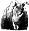 Cartoon: Rhino in a Suit (small) by halltoons tagged rhinoceros caricature animal
