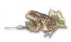 Cartoon: frog toad (small) by hansoleherbst tagged frog,toad,