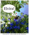 Cartoon: Elvira (small) by edda von sinnen tagged gockel,hahn,henne,sommer,2013,balkon,liebe,leidenschaft,zensenf,zenundsenf,zenf,elvira,edda,von,sinnen,composing,illustration,cartoon