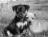 kevin_sullivan