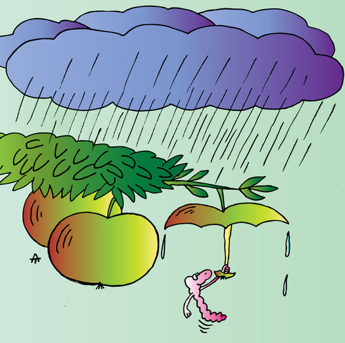 Cartoon: Apples (medium) by Alexei Talimonov tagged apples