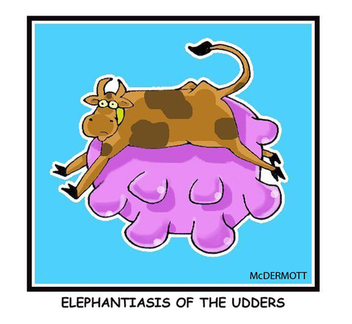 Cartoon: Cowtoons (medium) by Cartoons and Illustrations by Jim McDermott tagged elephantiasis,cows
