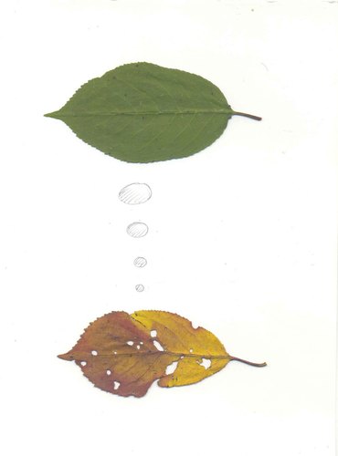 Cartoon: leafs (medium) by charlly tagged leaf