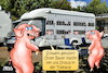 Cartoon: Schwein gehabt (small) by besscartoon tagged schwein,bauer,landwirtschaft,toskana,tiere,tierschutz,urlaub,ferien,freizeit,wohnmobil,camping,bess,besscartoon